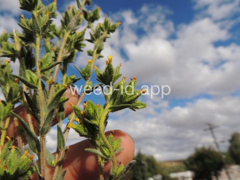 tarweed, cluster